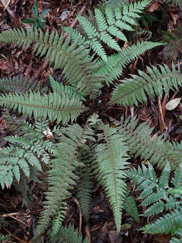 Coryphopteris