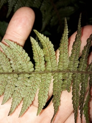 Coryphopteris fasciculata