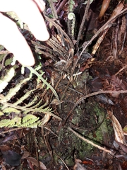 Coryphopteris fasciculata