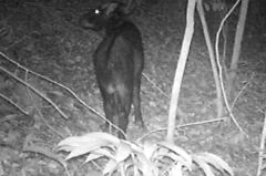 Capricornis sumatraensis sumatraensis