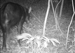 Capricornis sumatraensis sumatraensis