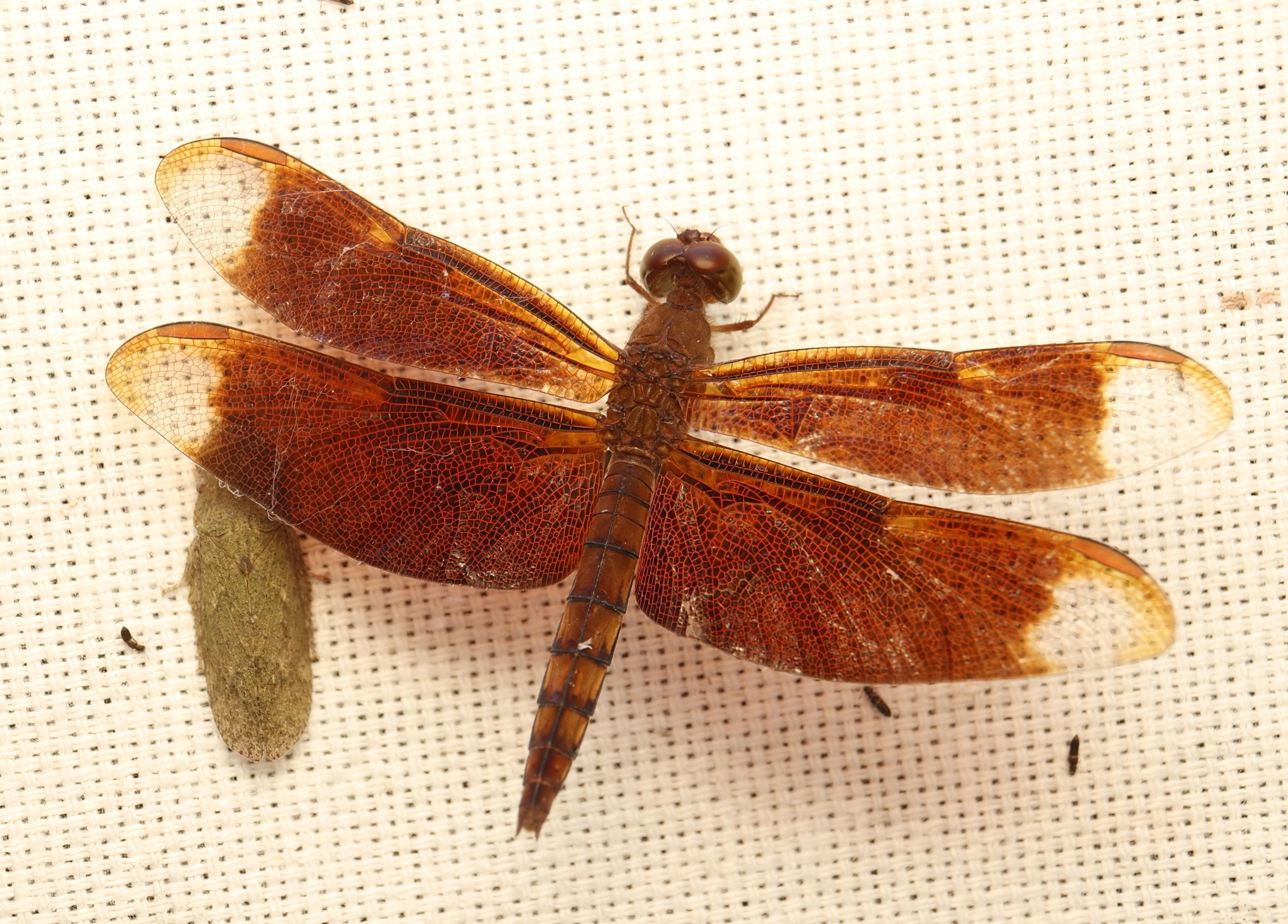 Fulvous Forest Skimmer