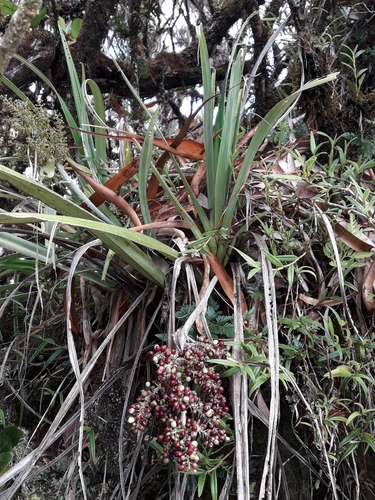Astelia neocaledonica (Astelia neocaledonica)