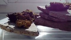 Xanthoria parietina
