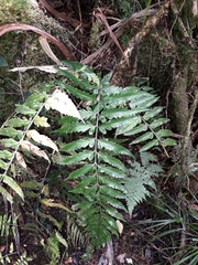 Asplenium lobulatum