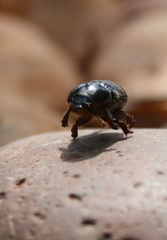 Temnorhynchus retusus