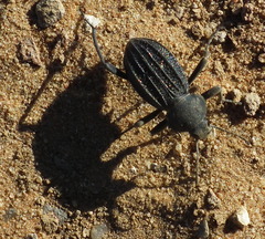 Somaticus aeneus