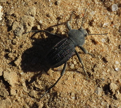 Somaticus aeneus