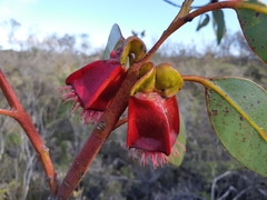 Eucalyptus tetraptera