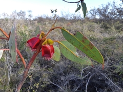 Eucalyptus tetraptera