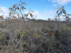 Eucalyptus tetraptera