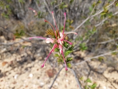 Grevillea pectinata