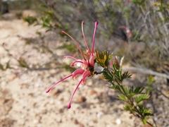 Grevillea pectinata