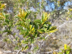 Grevillea pectinata