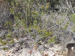 Grevillea pectinata