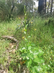 Anthocercis ilicifolia