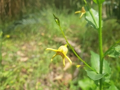 Anthocercis ilicifolia