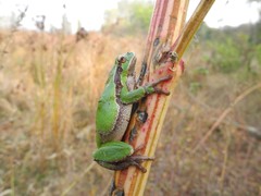 Hyla intermedia