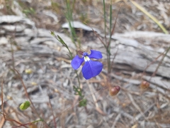 Lobelia tenuior