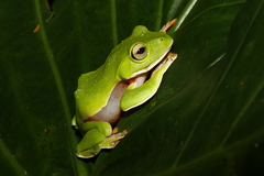 Zhangixalus aurantiventris