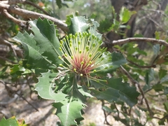 Banksia ilicifolia