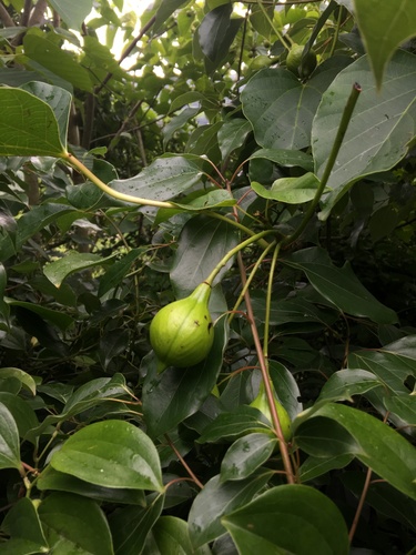 tung oil tree