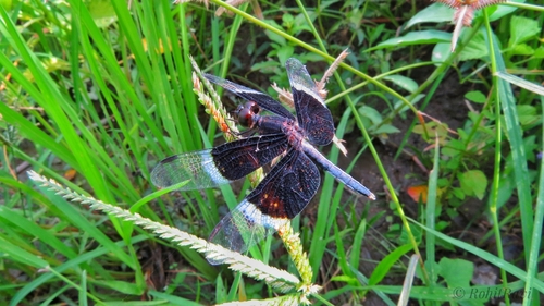 Pied Paddy Skimmer