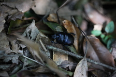 Phelotrupes insulanus