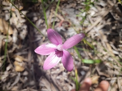 Elythranthera emarginata