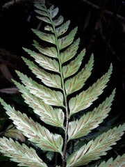 Asplenium lobulatum