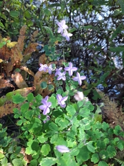 Thalictrum chelidonii