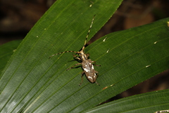 Paraleprodera itzingeri