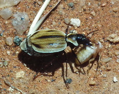 Graphipterus obliteratus