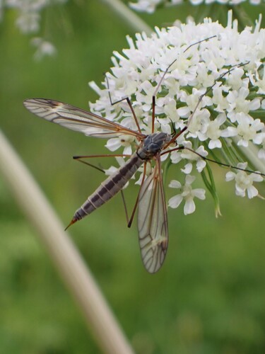Prionocera turcica