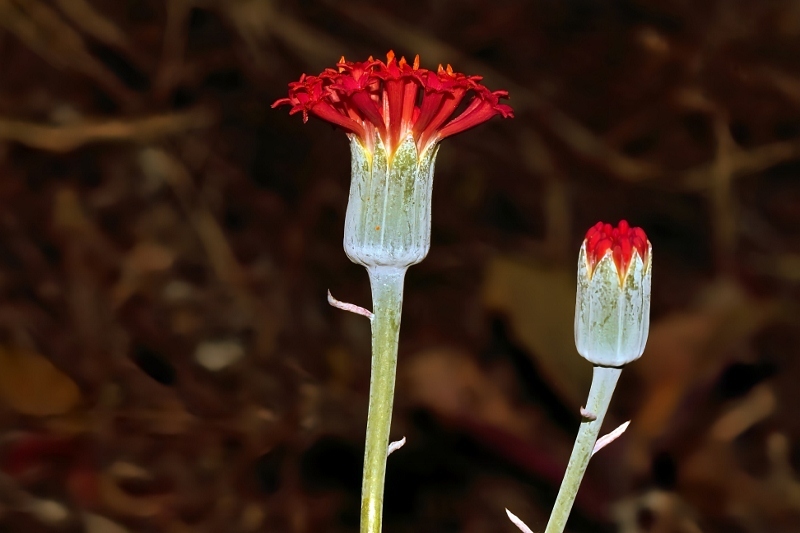 Kleinia Fulgens (Kleinia fulgens)