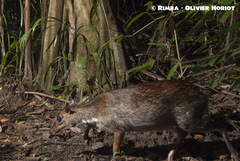 Greater Mouse-Deer photo 2