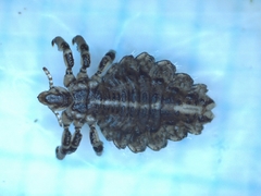Anoplura