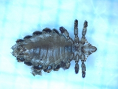 Anoplura