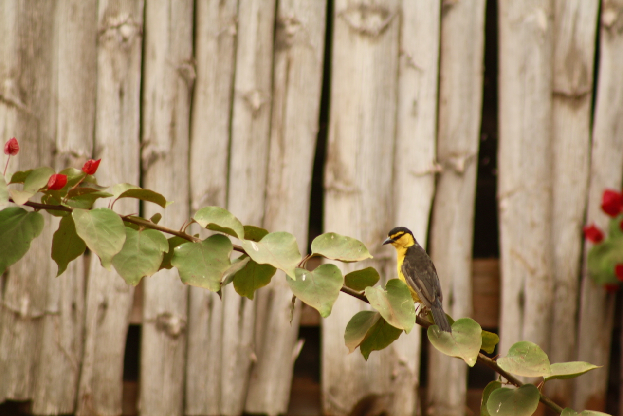 Black-necked Weaver (Ploceus nigricollis), photo 2