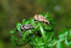 Polydrusus tereticollis