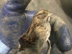 Zonotrichia albicollis