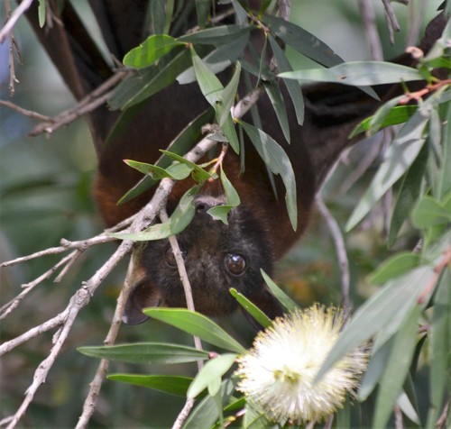 Little Red Flying Fox