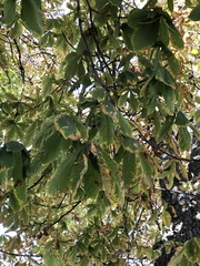 Aesculus hippocastanum