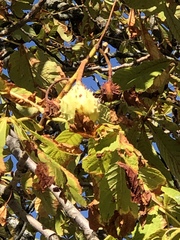 Aesculus hippocastanum