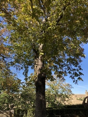 Aesculus hippocastanum