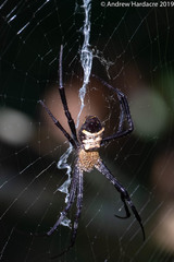 Argiope vietnamensis