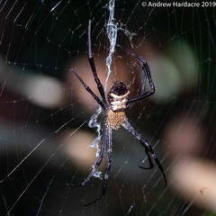 Argiope vietnamensis