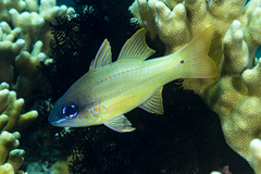 Spotgill Cardinalfish photo 4