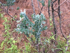 Magnoliopsida