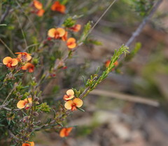 Dillwynia hispida